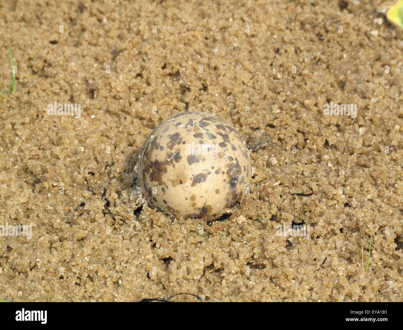 White-Crowned Pavoncella uovo (Vanellus albiceps) Foto Stock