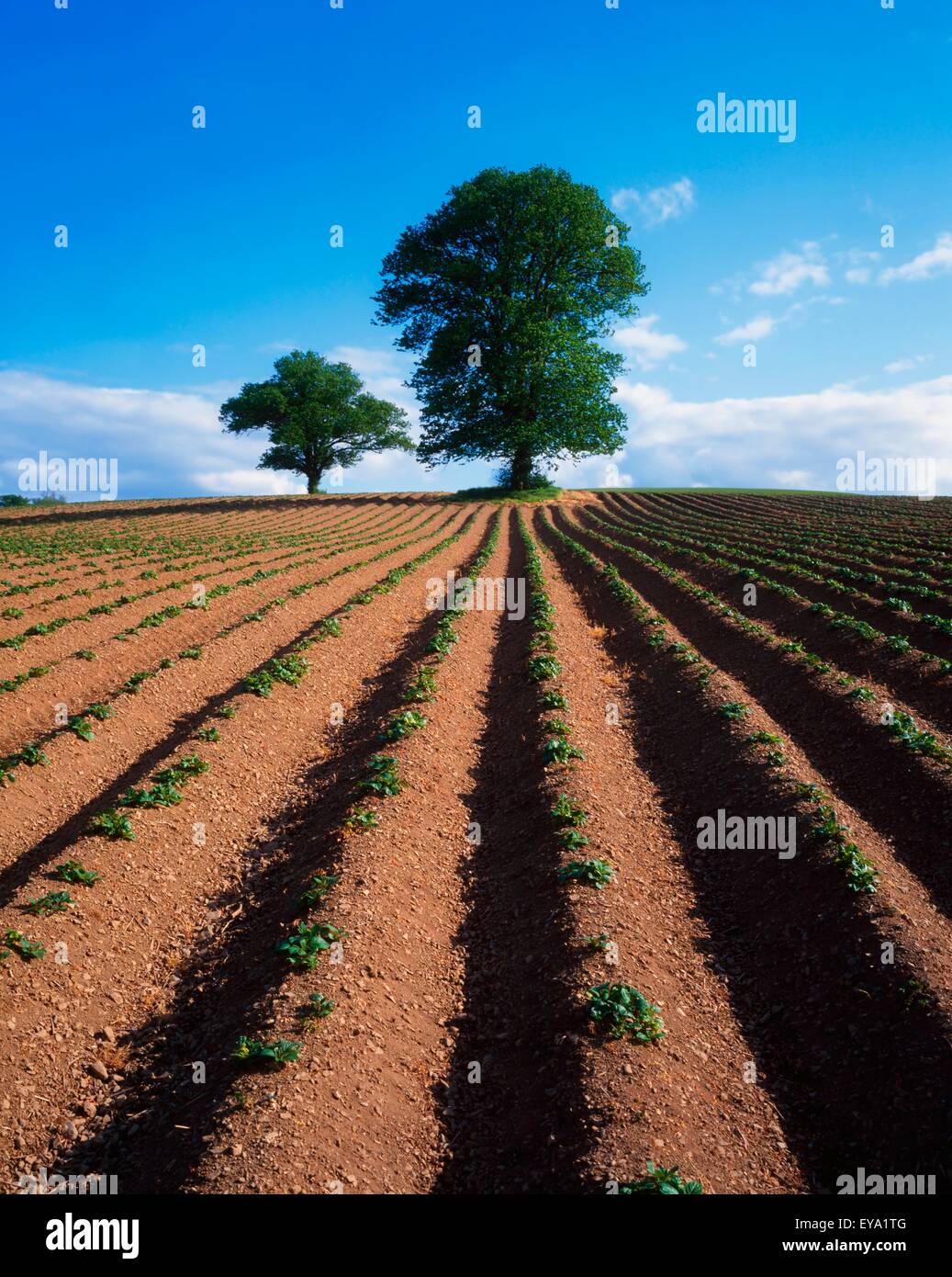 Platano e olmo, Arato Campo di patate, Irlanda Foto Stock