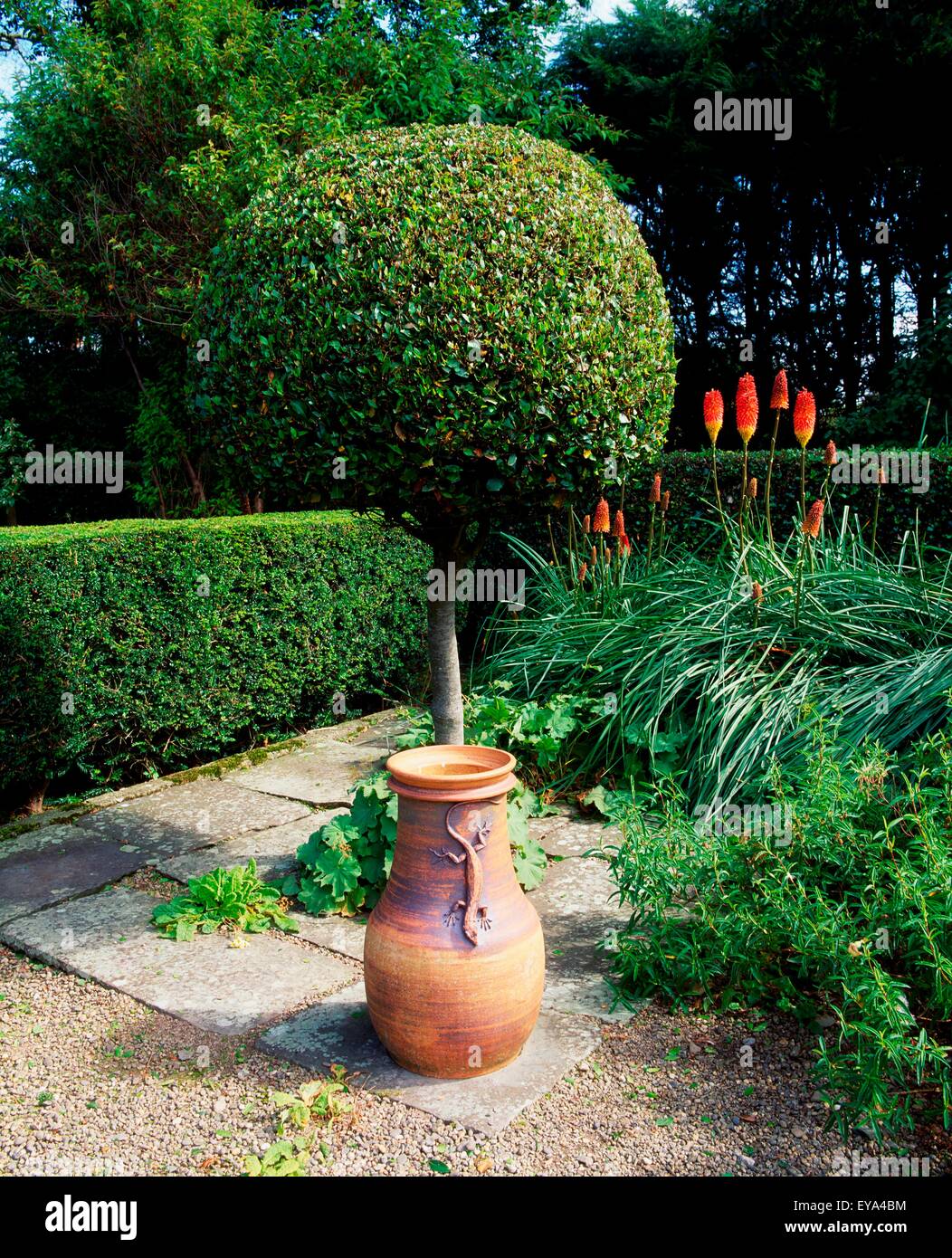 Bacche di alloro (Laurus nobilis) e un Ewer, Kilmokea Country Manor e giardini, Campile, Co Wexford, Irlanda Foto Stock