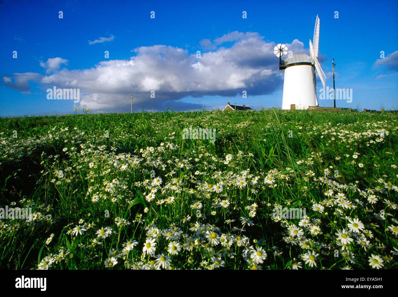 Millisle, County Down, Irlanda; Ballycopeland Windmill Foto Stock