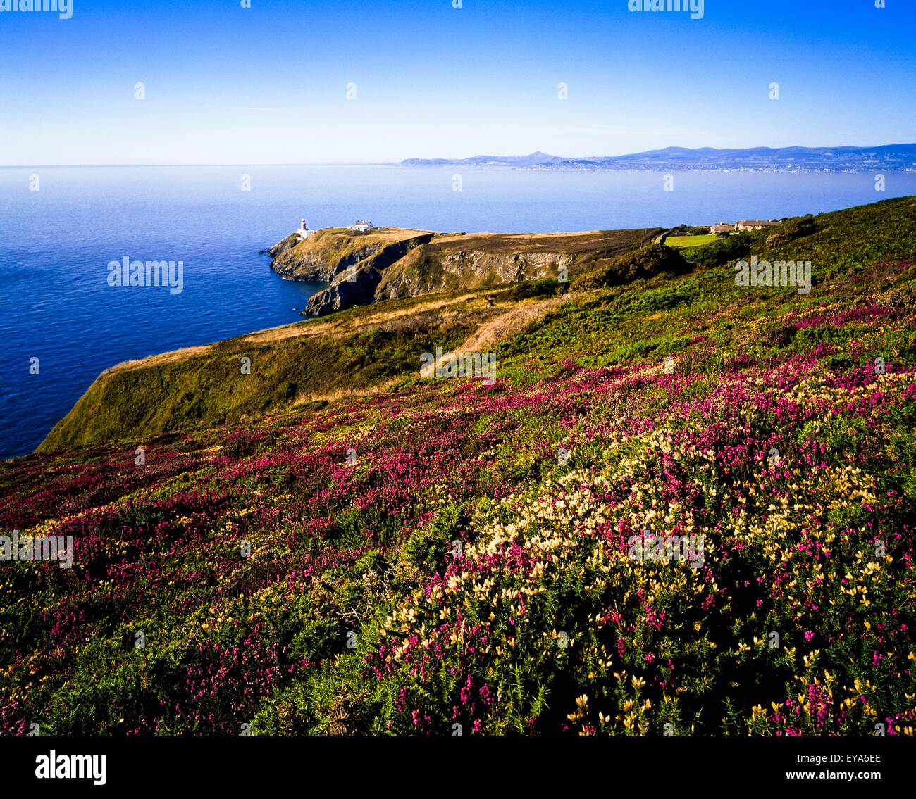 Heather sulla Howth Head e la baia di Dublino, Co Dublin, Irlanda Foto Stock