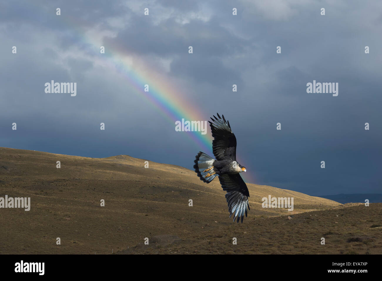 Caracara meridionale (Caracara plancus) battenti di fronte un arcobaleno, Parco Nazionale di Torres del Paine Patagonia cilena, Cile Foto Stock