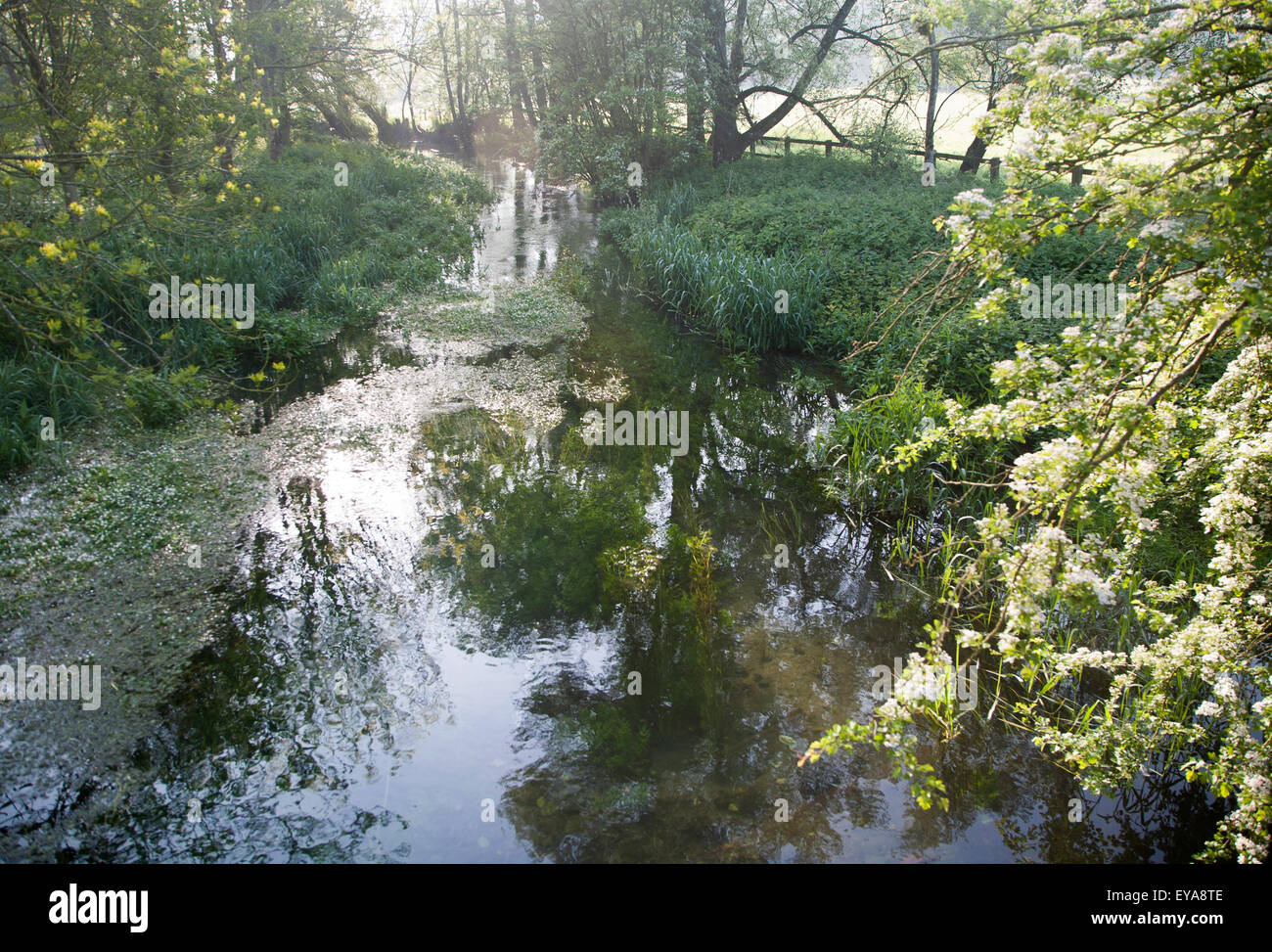 Foschia mattutina fiume Kennet a East Kennett, Wiltshire, Inghilterra, Regno Unito Foto Stock