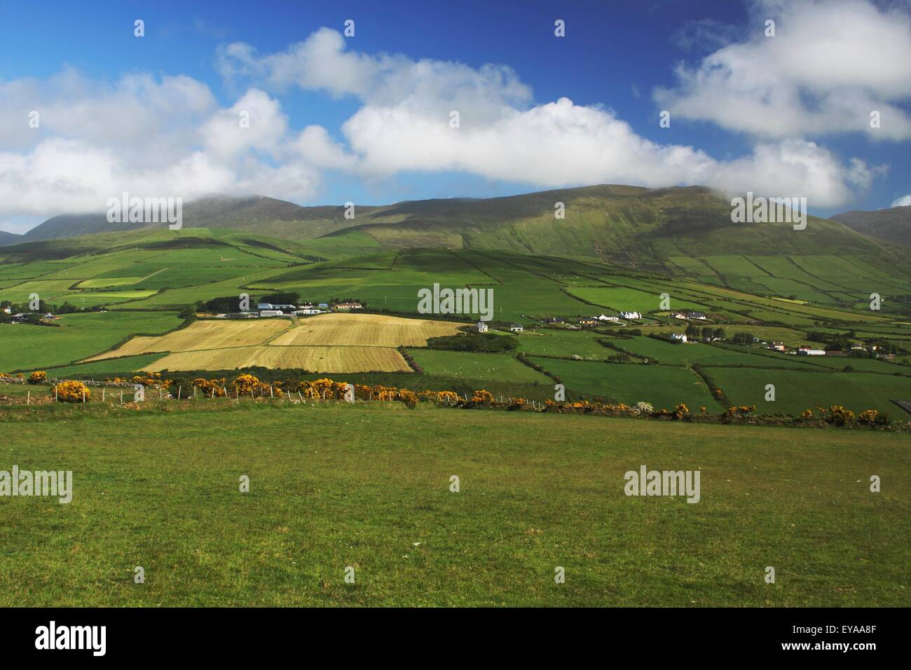 Campi verdi sul Slieve Mish montagna vicino a Anascaul nella regione di Munster; Contea di Kerry, Irlanda Foto Stock