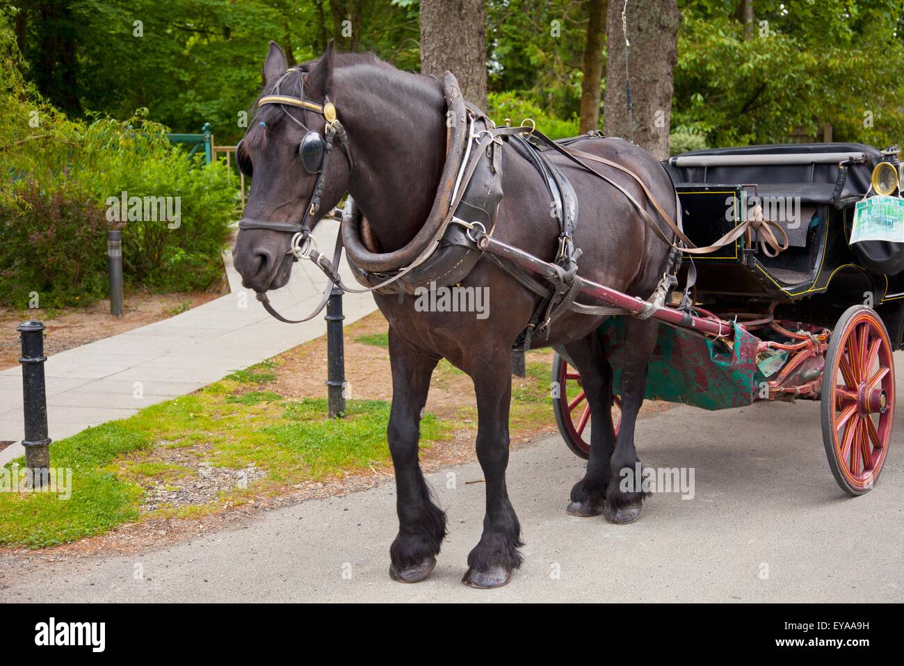 Cavallo e buggy a Glendalough Retreat Center; Glendalough, County Wicklow, Irlanda Foto Stock