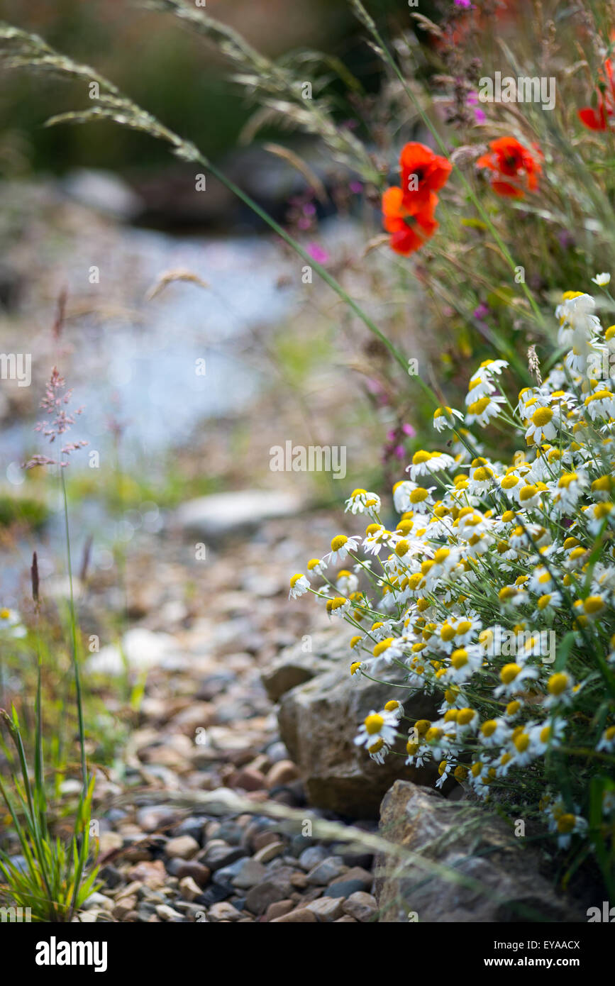 Semi di papavero, natura, rosso, estate, floreali, feld, campo fiore, prato, grano, sky, paesaggio, fiori di papavero, campo di grano, papavero bloom, Foto Stock