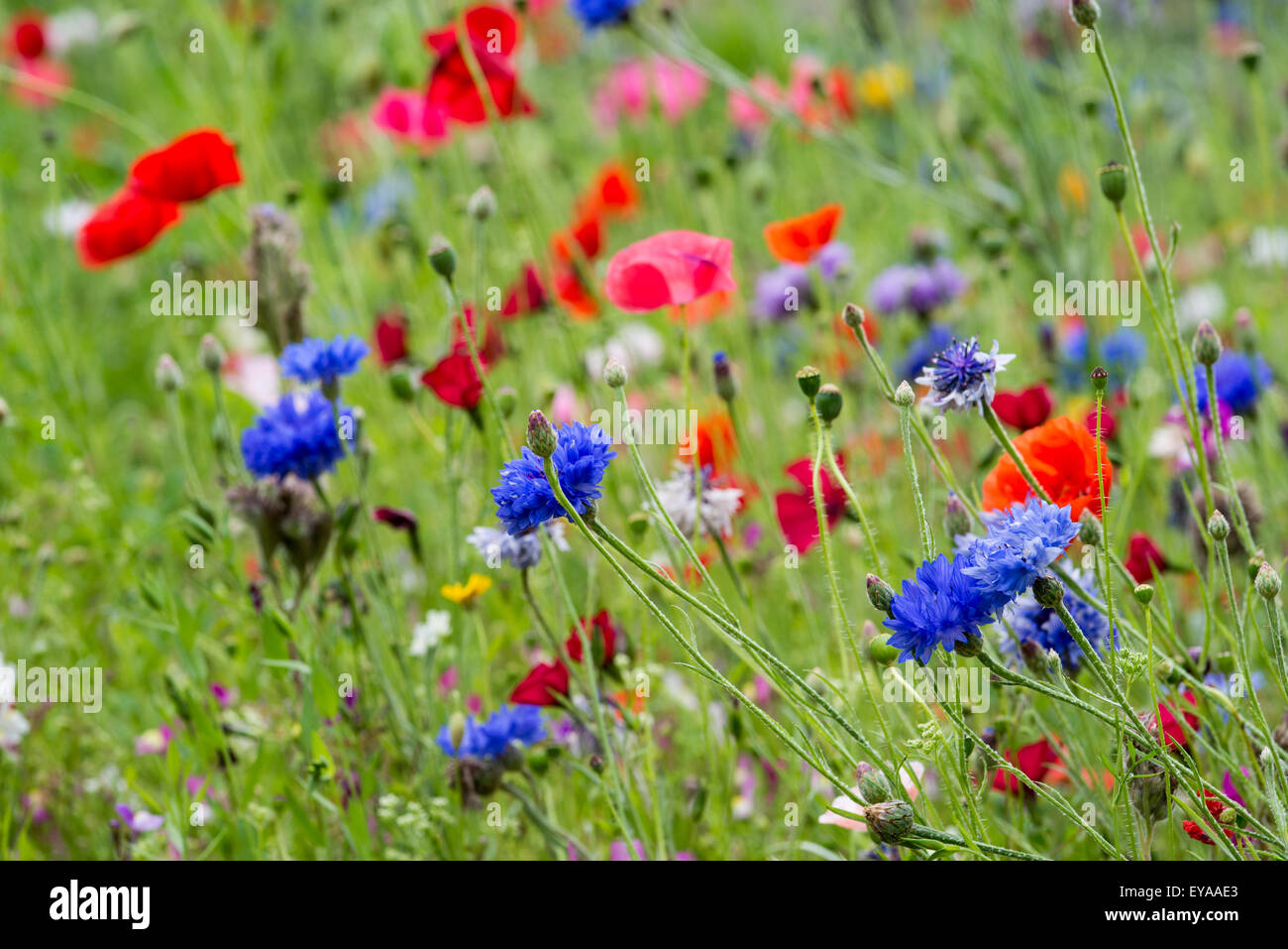 Semi di papavero, natura, rosso, estate, floreali, feld, campo fiore, prato, grano, sky, paesaggio, fiori di papavero, campo di grano, papavero bloom, Foto Stock