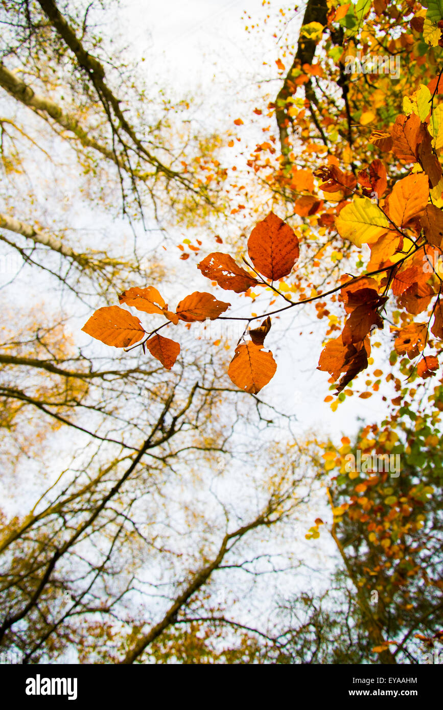 Alberi ,autunno ,lascia stagione, natura, sfondo, autunno, leaf, colore,  albero, foresta, caduta, giallo, stagionali, luminose, belle Foto stock -  Alamy