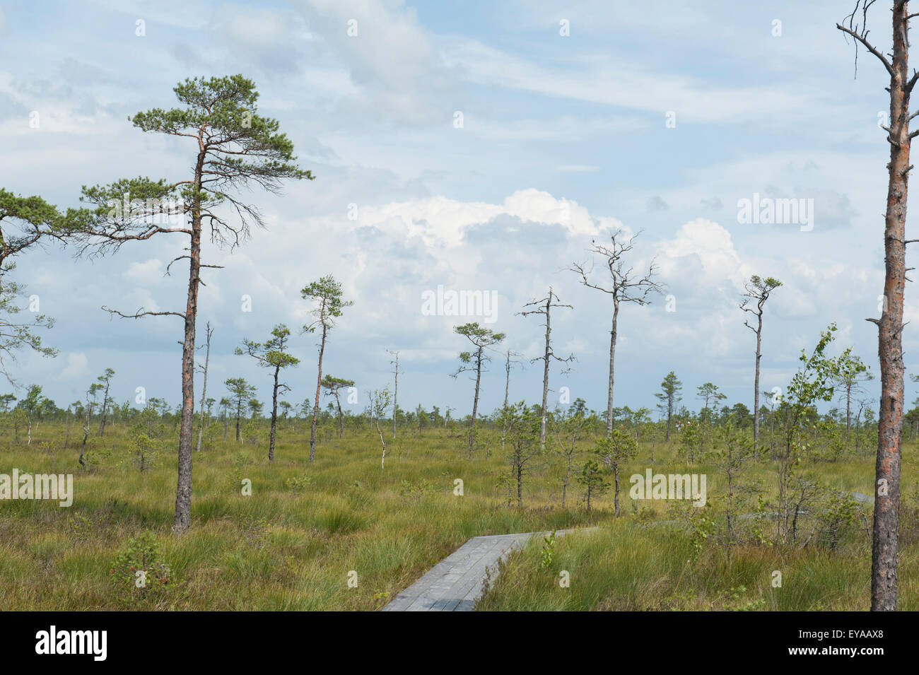 Bog pini a Soomaa National Park in Estonia. Il parco è il più grande intatto torbiera sistema in Europa conservata come deserto. Foto Stock