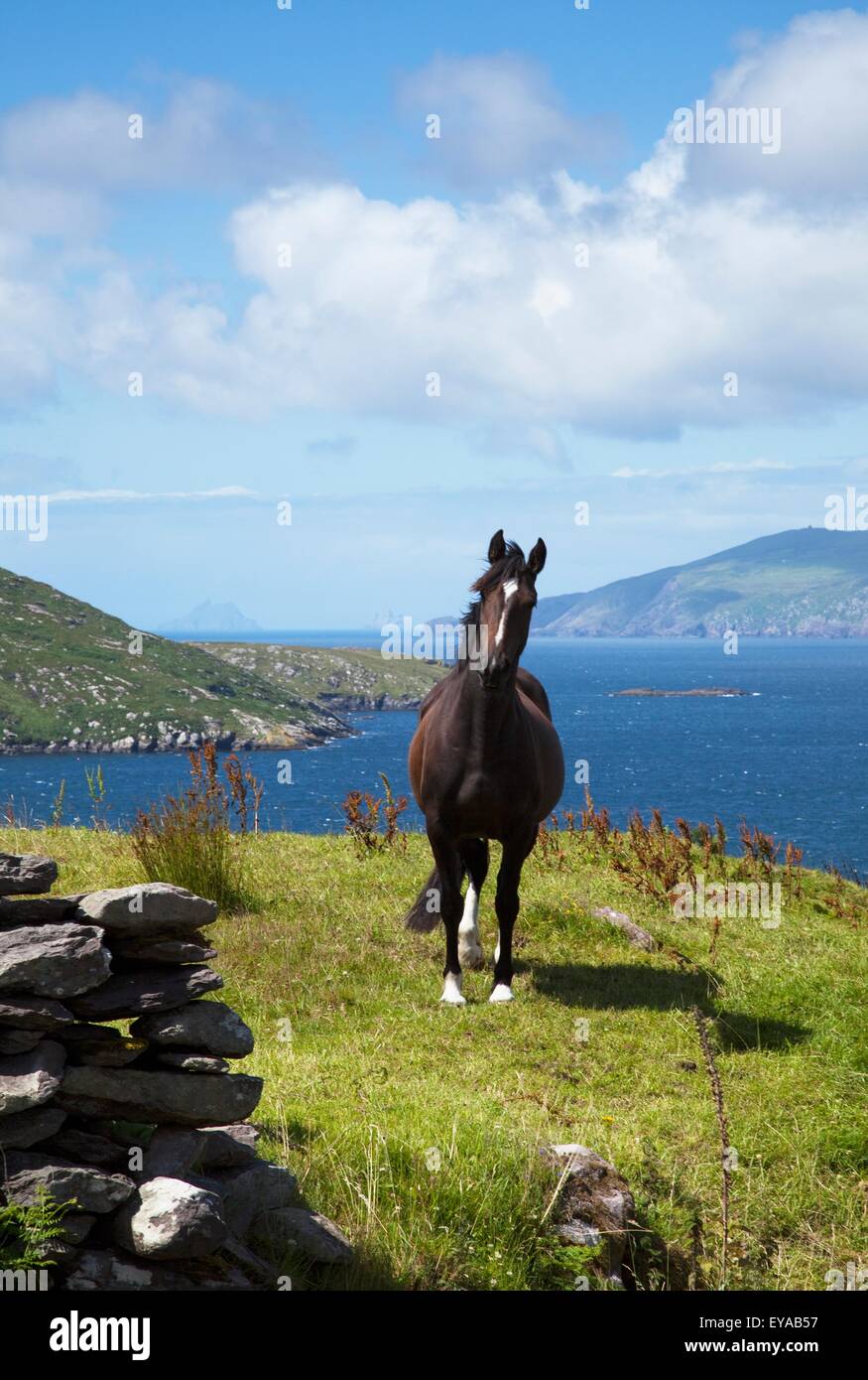 Cavallo sulla costa dell'oceano; Isole Skellig, nella contea di Kerry, Irlanda Foto Stock