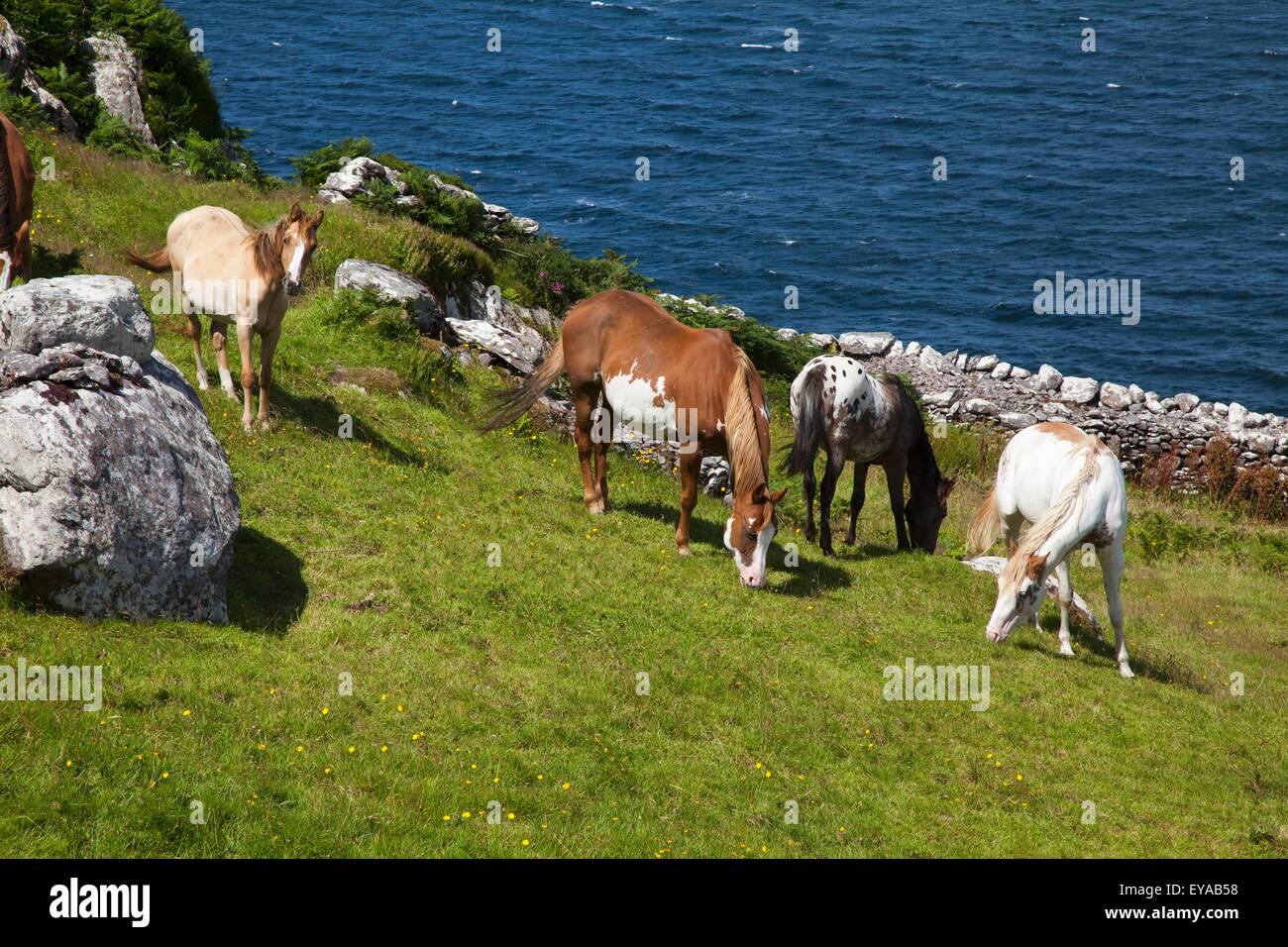 I cavalli pascolano sulla costa dell'oceano; Isole Skellig, nella contea di Kerry, Irlanda Foto Stock