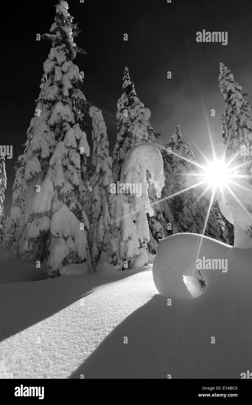 Retroilluminazione sulla foresta di conifere (Picea abies), neve. Altopiano di Pian dei Buoi. Stagione invernale nelle Dolomiti. Veneto, Alpi Italiane. Europa. Foto Stock