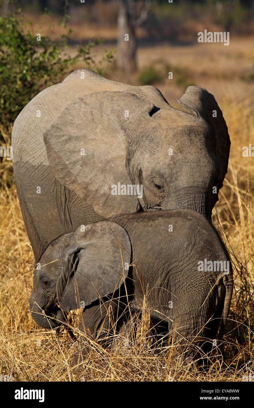 Loxodonta africana; giovani elefanti al South Luangwa National Park, Zambia Foto Stock