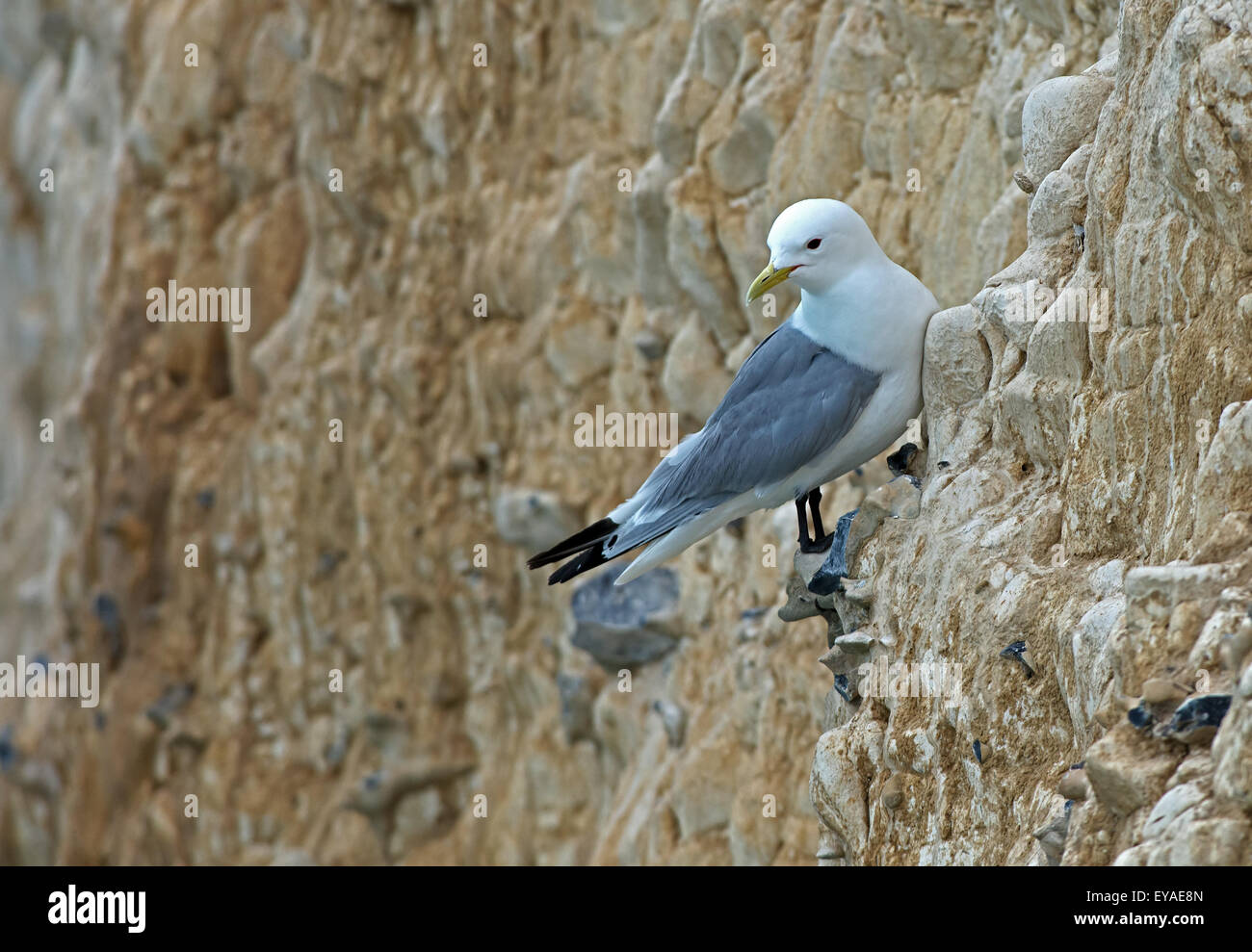 Tridactyla Kittiwake-Larus arroccato sulla scogliera-faccia. Molla. Regno Unito Foto Stock