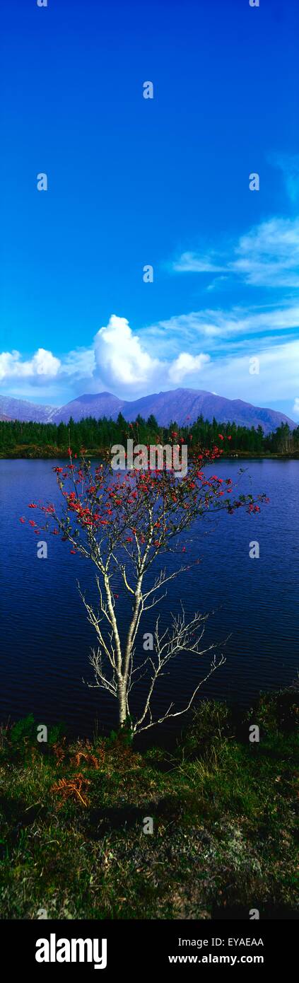 Ballynahinch Lago, Connemara, Co Galway, Irlanda; albero da un lago Foto Stock