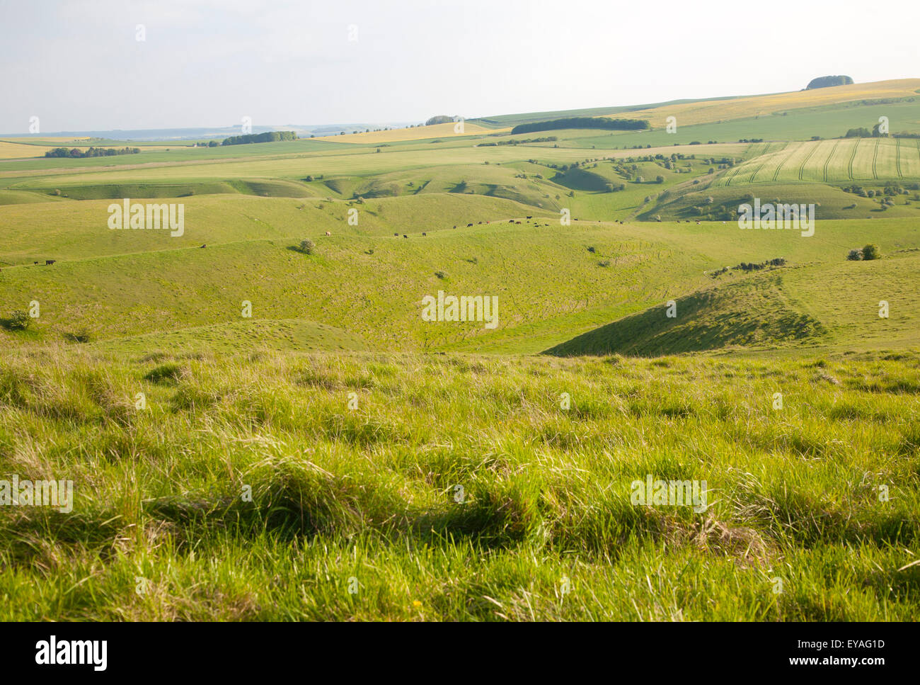 Vista estiva di campi arabili e chalk paesaggio dal basso Cherhill scarpata, Wiltshire, Inghilterra, Regno Unito Foto Stock