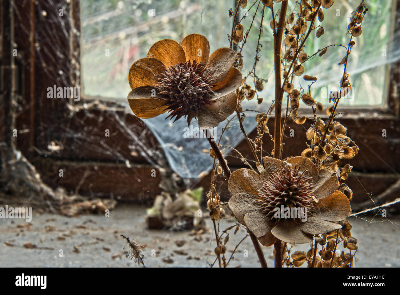 Esplorare urbano di un casale abbandonato in Belgio che ha ancora la maggior parte delle sue caratteristiche e mobili. Foto Stock