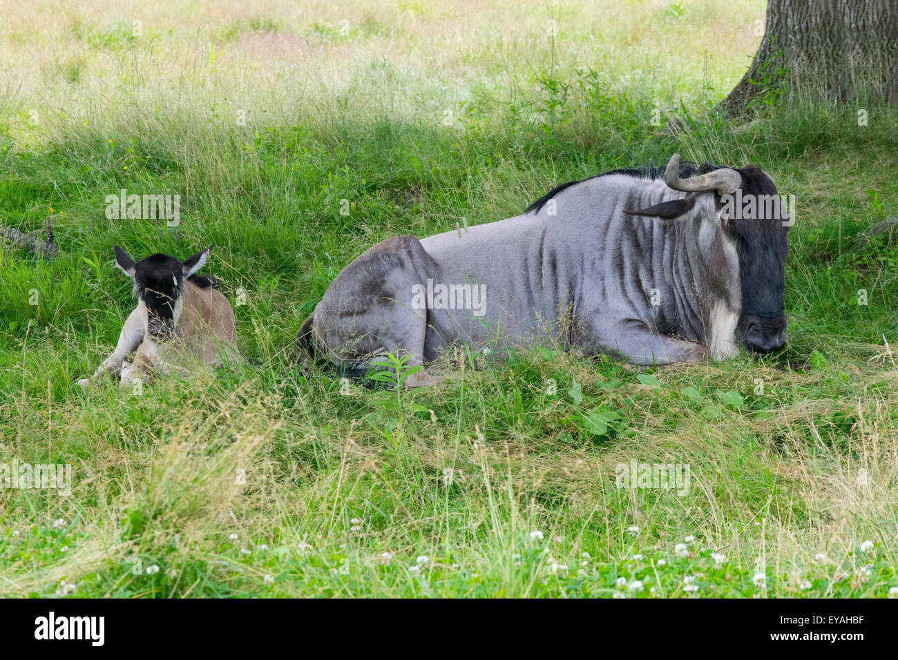 Gnus, una madre e vitello Foto Stock