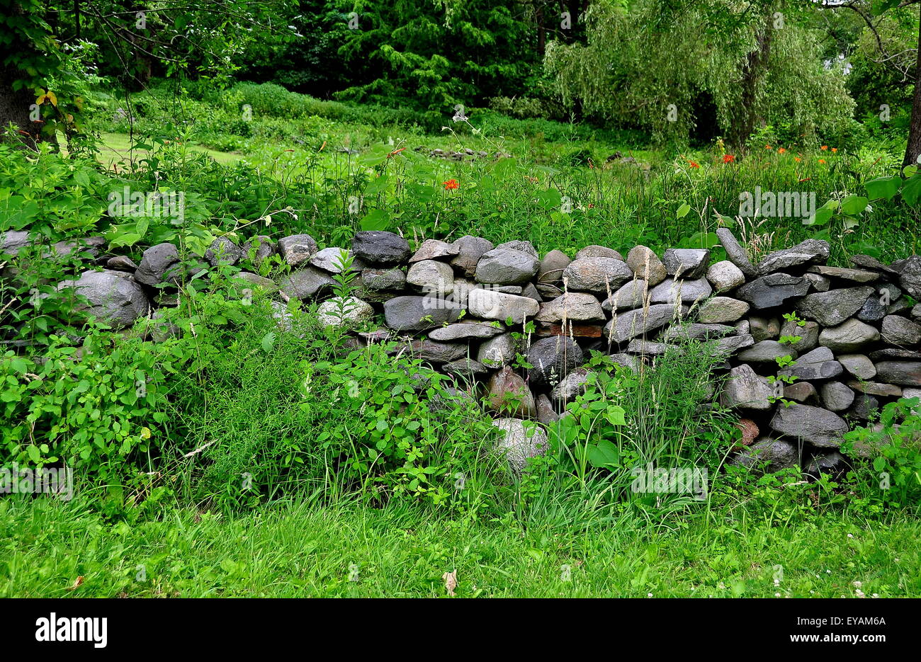 Jamestown, RI: un tradizionale New Engand muro di pietra fatta con assenza di malta o cemento al 1796 Watson Farm su Conanicut Island Foto Stock