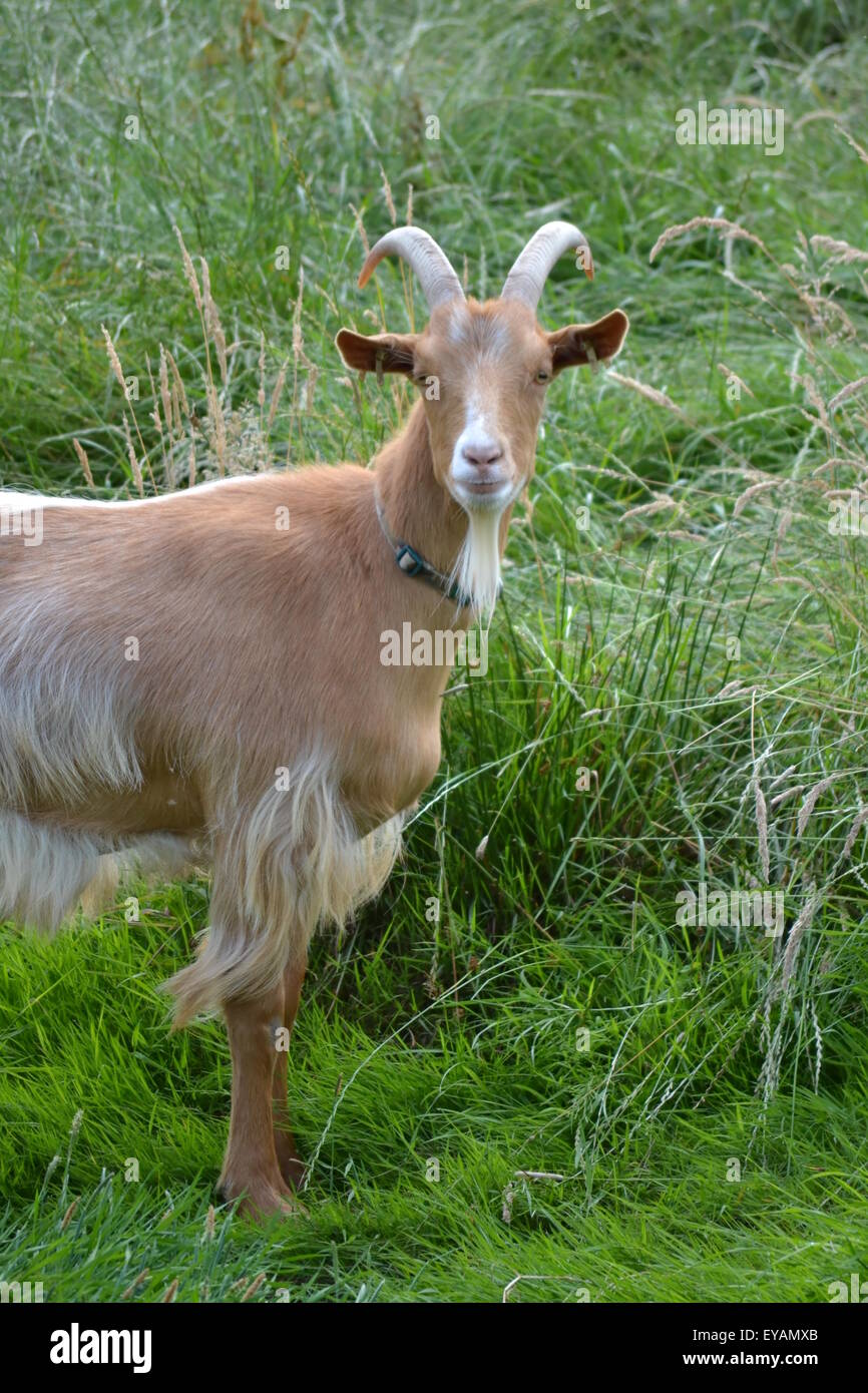 Golden Guernsey capra contro sfondo erbosa. Foto Stock