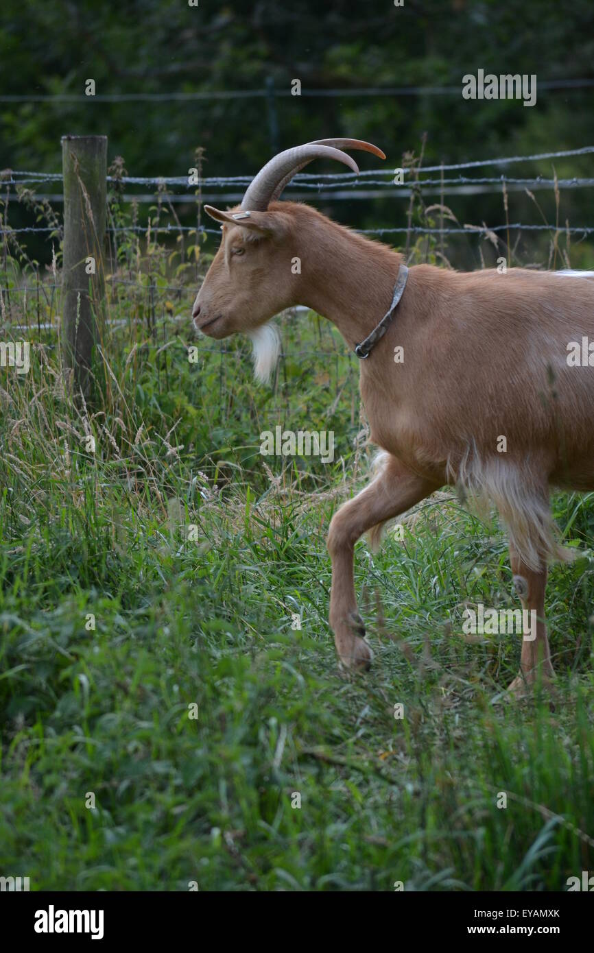 Golden Guernsey capra contro sfondo erbosa. Foto Stock