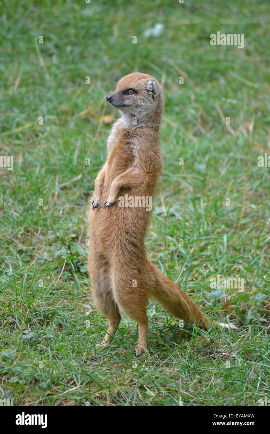 Un giallo Mongoose eretti contro un sfondo erbosa. Foto Stock