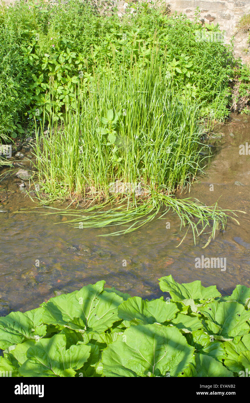 Il verde di piante acquatiche a prosperare nel flusso chiaro l'acqua. Foto Stock