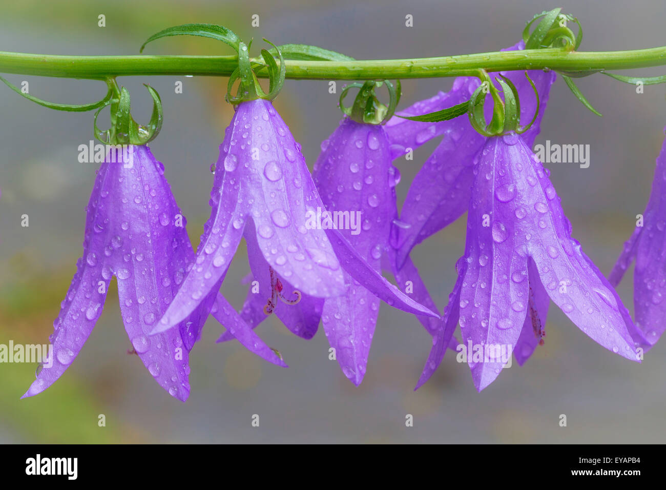 Close up di blue bell blossoms Foto Stock