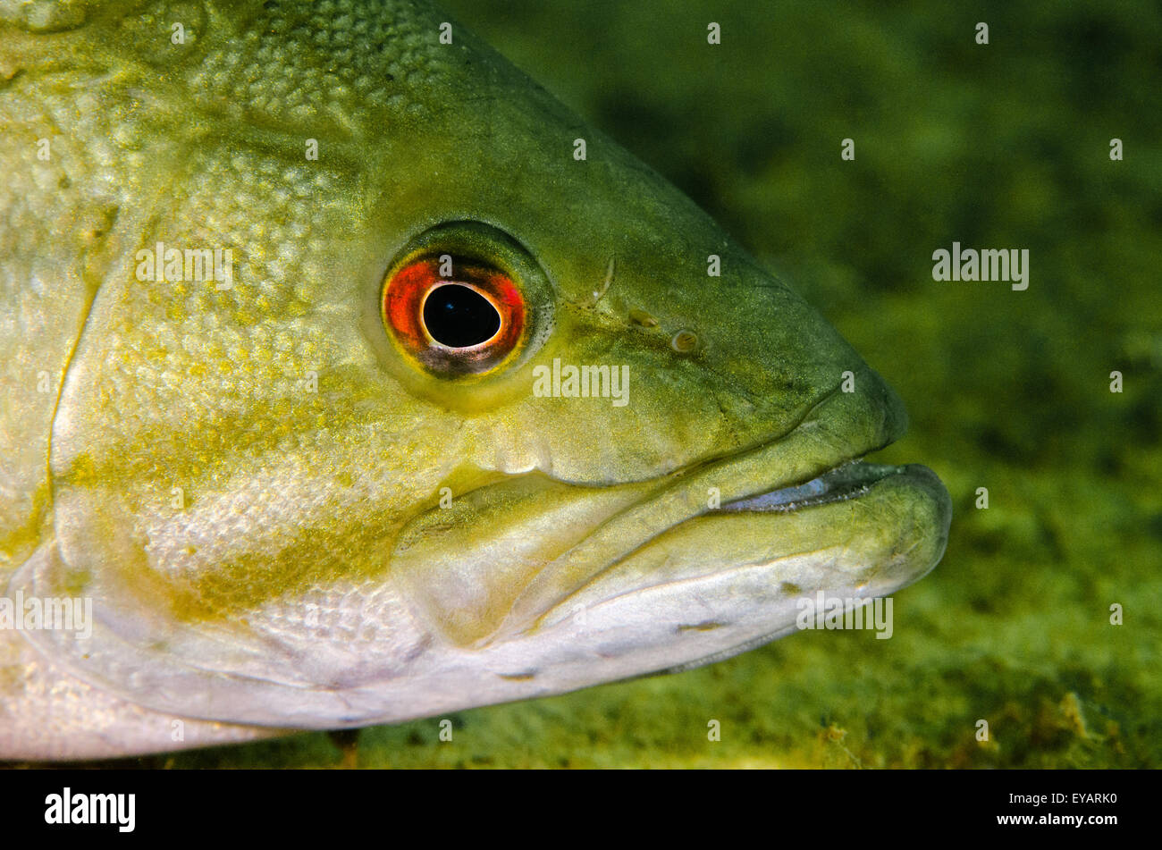 Smallmouth Bas subacquea di pesce Foto Stock