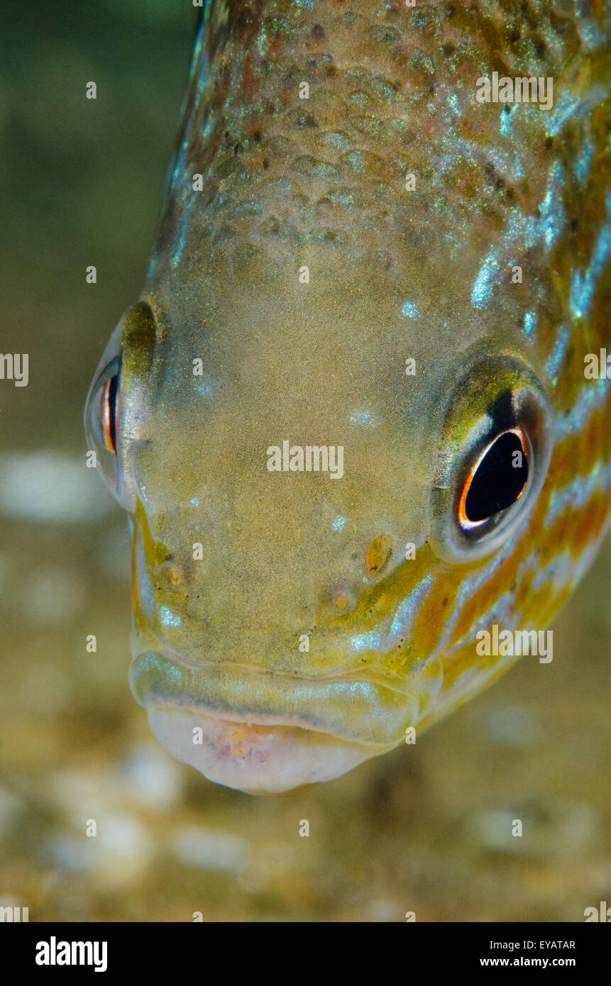 In prossimità di un laghetto di acqua dolce Pumpkinseed Sunfish sott'acqua. Foto Stock