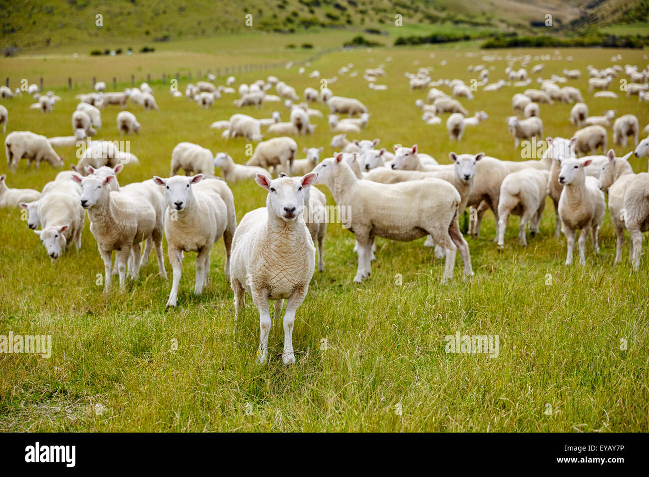 Pecore fattoria della Nuova Zelanda Foto Stock