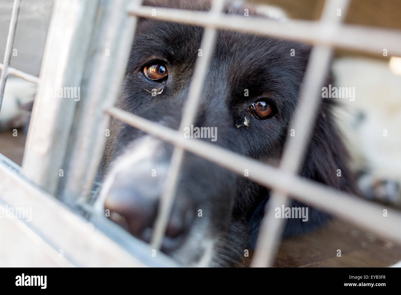 Senzatetto e ownerless triste i cani vengono tenuti in gabbie. Foto Stock