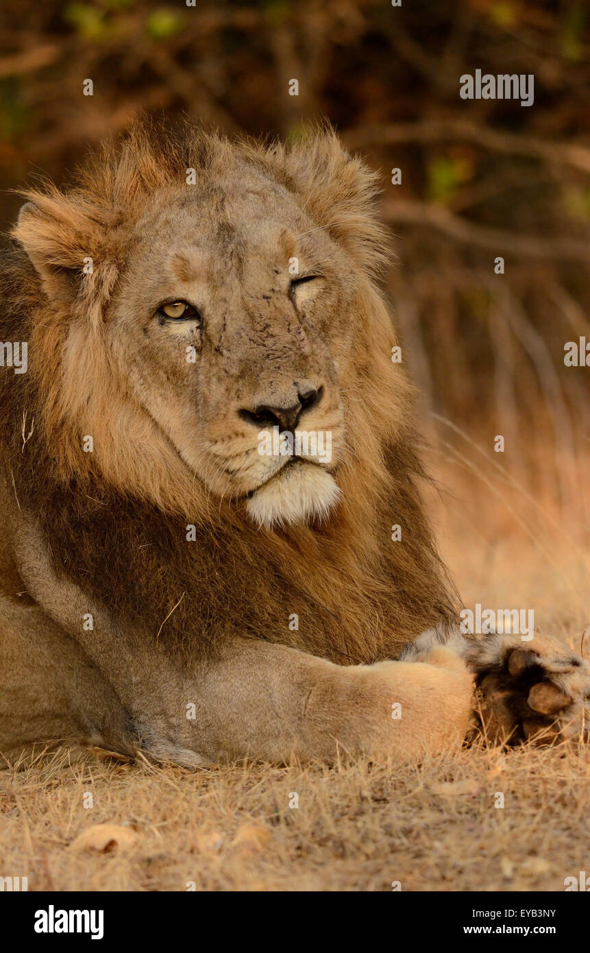 Winking Leone asiatico da Gir, Gujarat Foto Stock