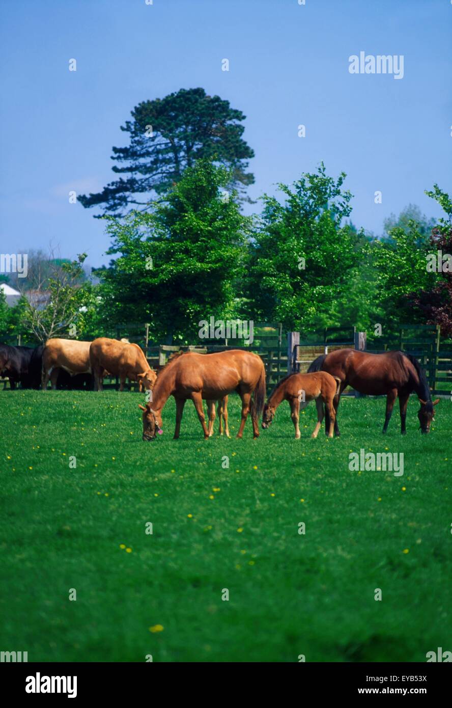 I cavalli purosangue Foto Stock