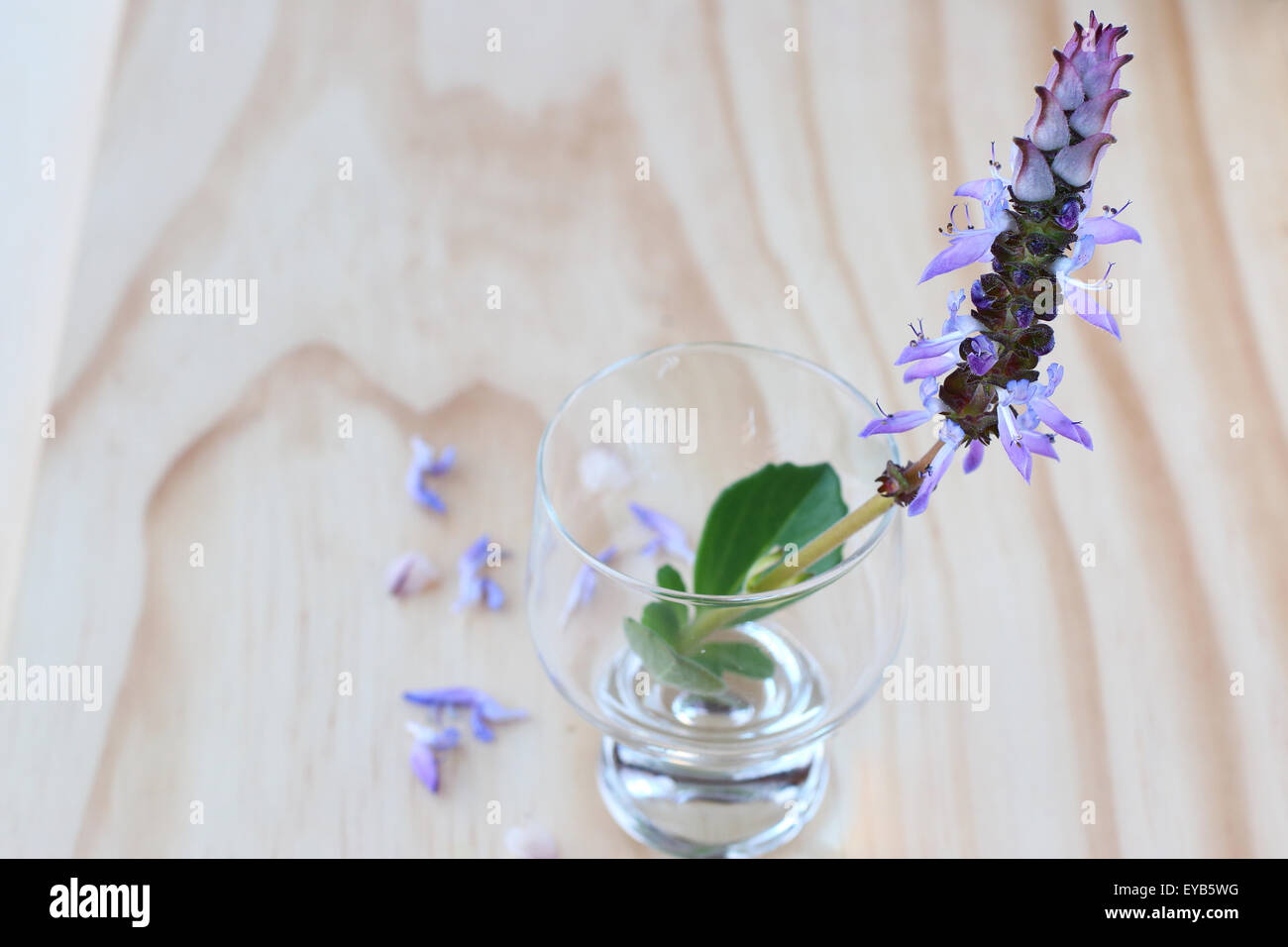 Plectranthus Dogbane caninus, Colues canina flowerin un vetro su una tavola di legno Foto Stock