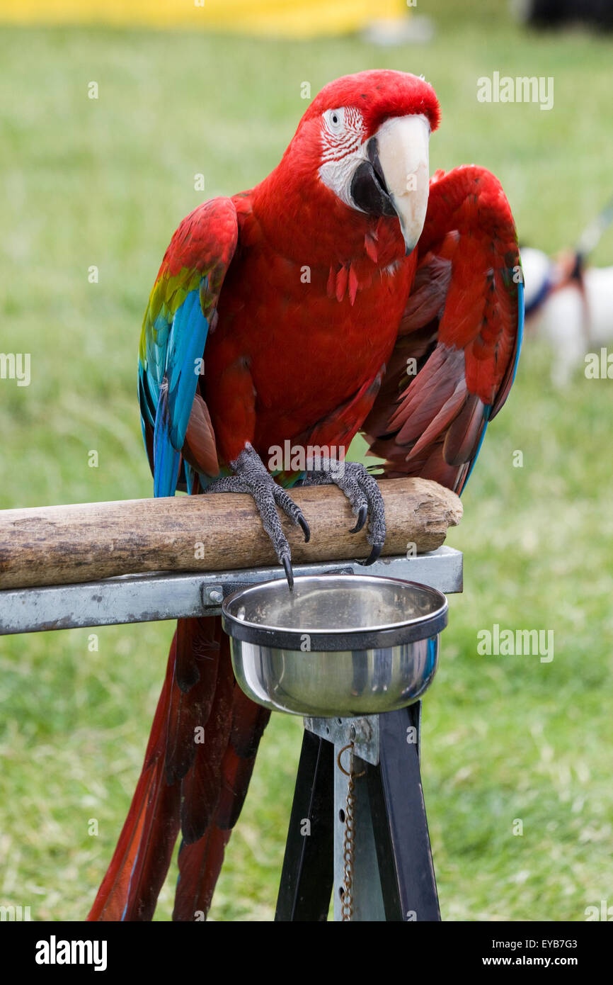 Pappagallo seduto su un ramo rosso blu e giallo Macaw Ara ararauna Catalina Macaw Foto Stock