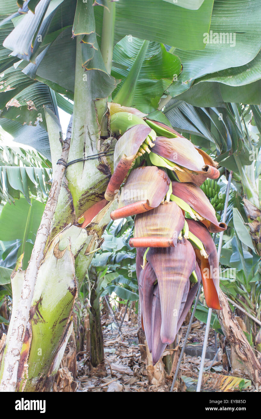 Le banane fresche in crescita in La Palma Foto Stock