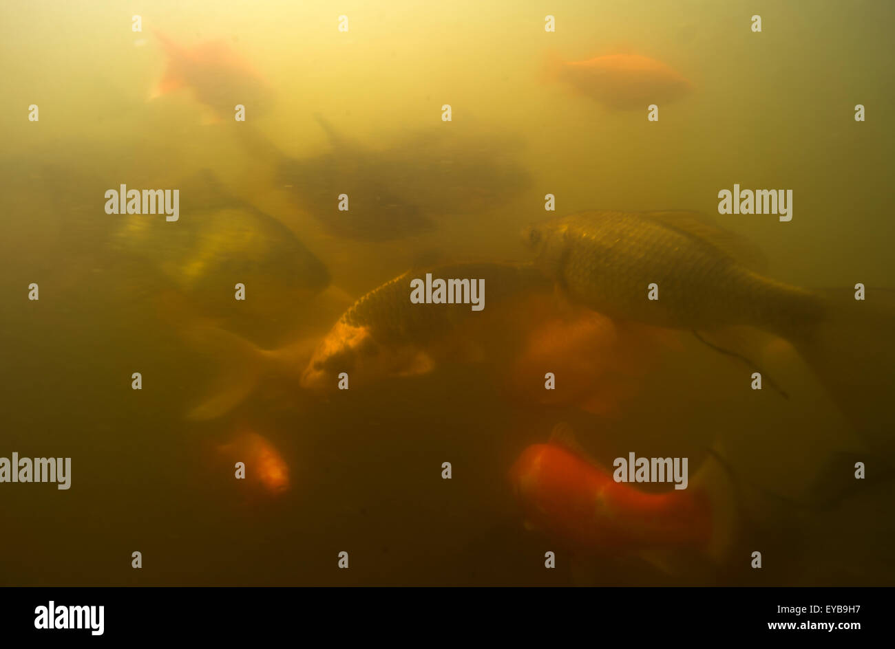 Koi, carpa o goldfish, in uno stagno, Göteborg, Svezia Foto Stock