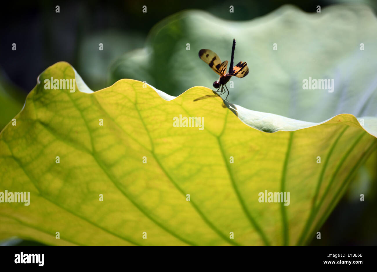 Il Taipei Taiwan. 26 Luglio, 2015. Una libellula sorge su una foglia di loto in Taipei, a sud-est della Cina di Taiwan, 26 luglio 2015. © Wu Ching-teng/Xinhua/Alamy Live News Foto Stock