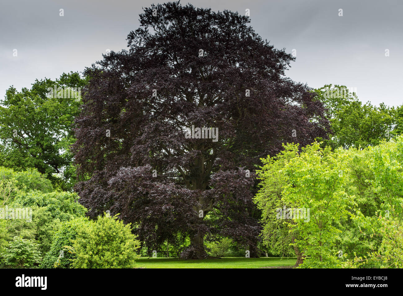 Il rame faggio, Kew Gardens LONDRA Foto Stock