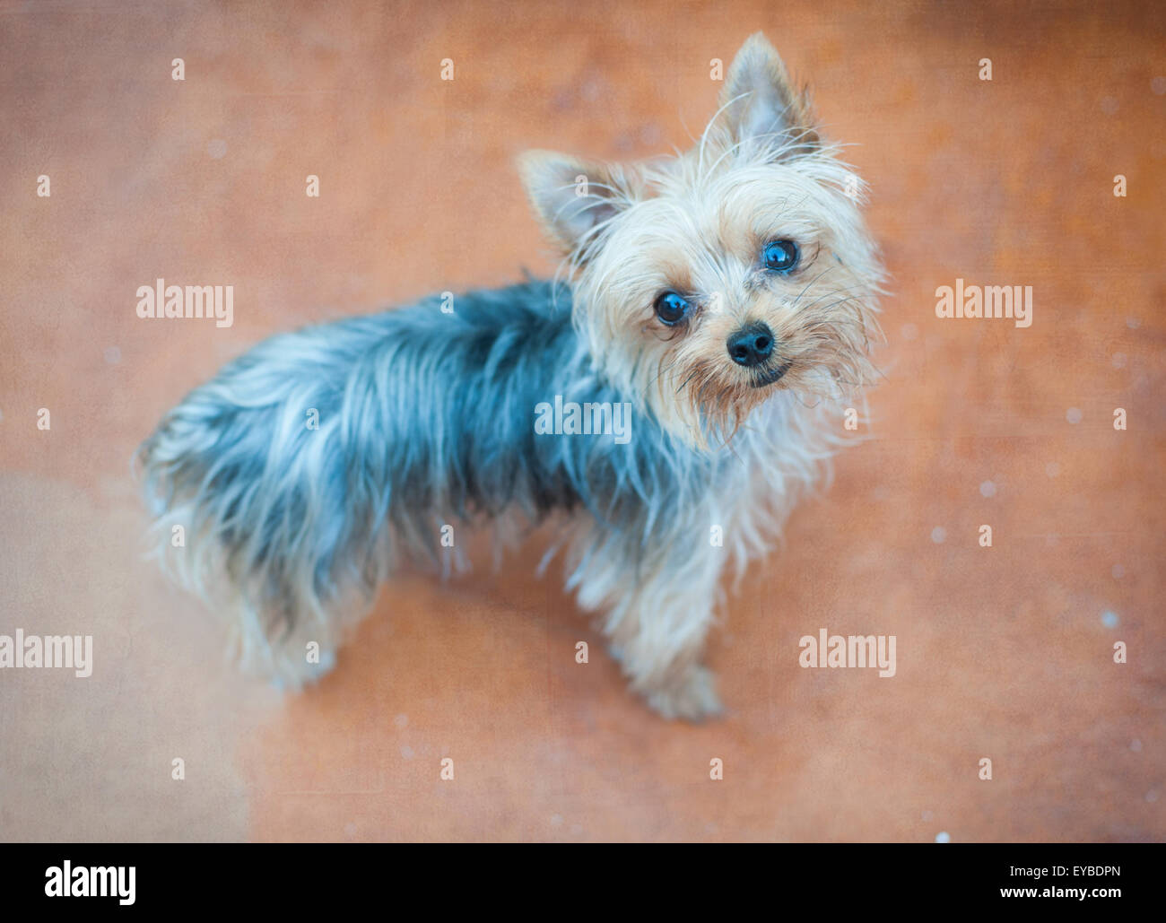 Carino piccolo cane guardando la telecamera Foto Stock