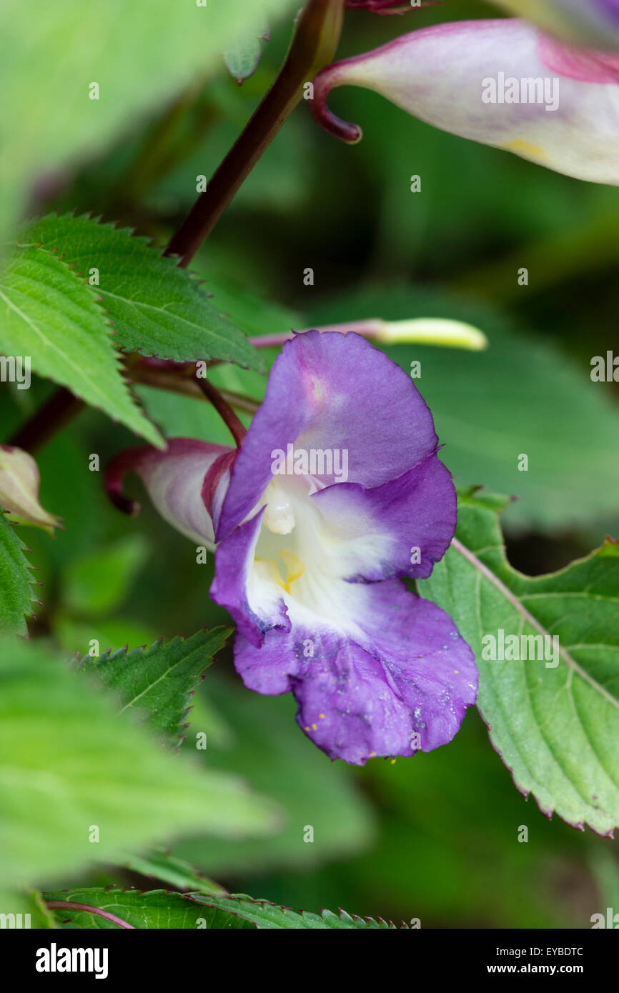 Due nei toni del blu e malva di selezione di hardy Himalayan Balsamina Impatiens arguta Foto Stock