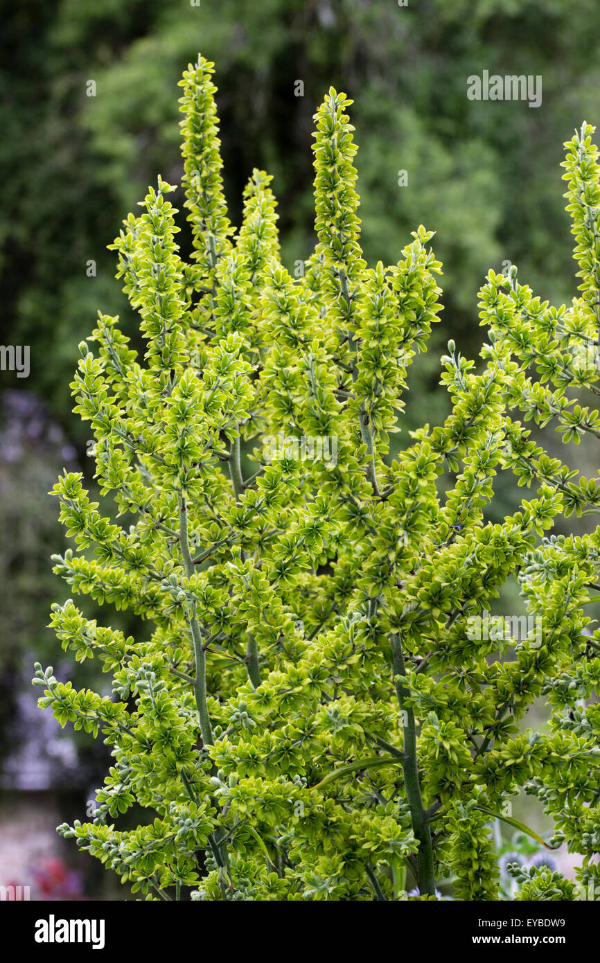 Chiusura del verde-giallo dei fiori di false helleborine, Veratrum album var. flavum Foto Stock