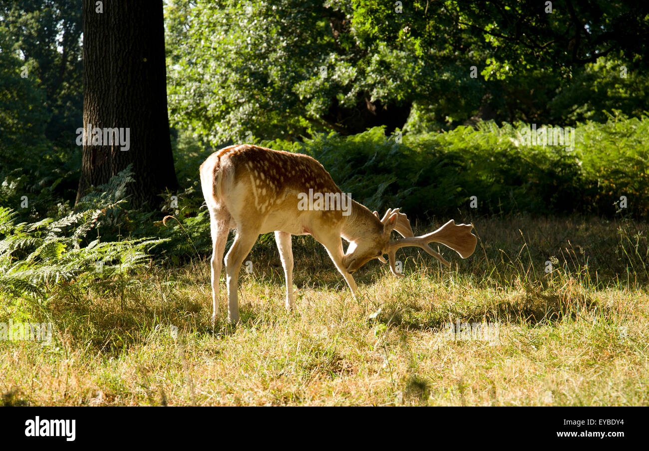 Daini cervo a Richmond Park, West London. Foto Stock