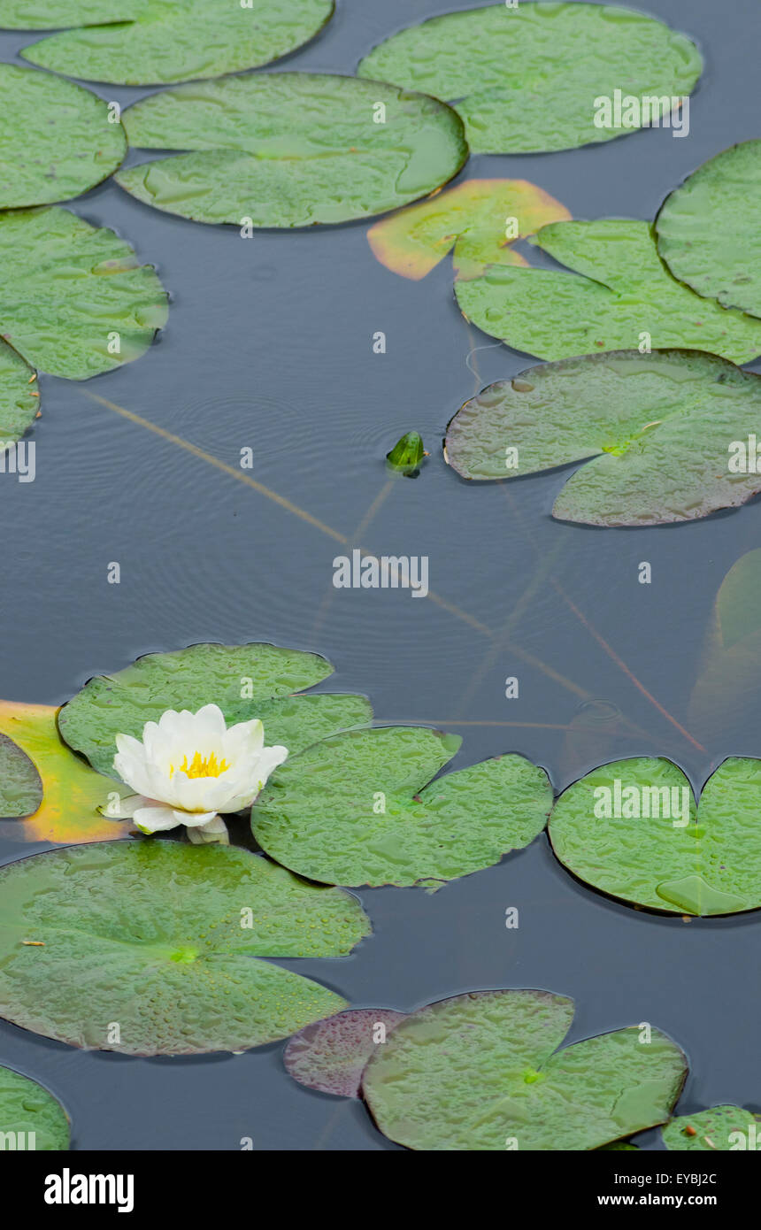 White Water Lilies ( Nymphaea alba ) che cresce su un lago in estate, REGNO UNITO Foto Stock