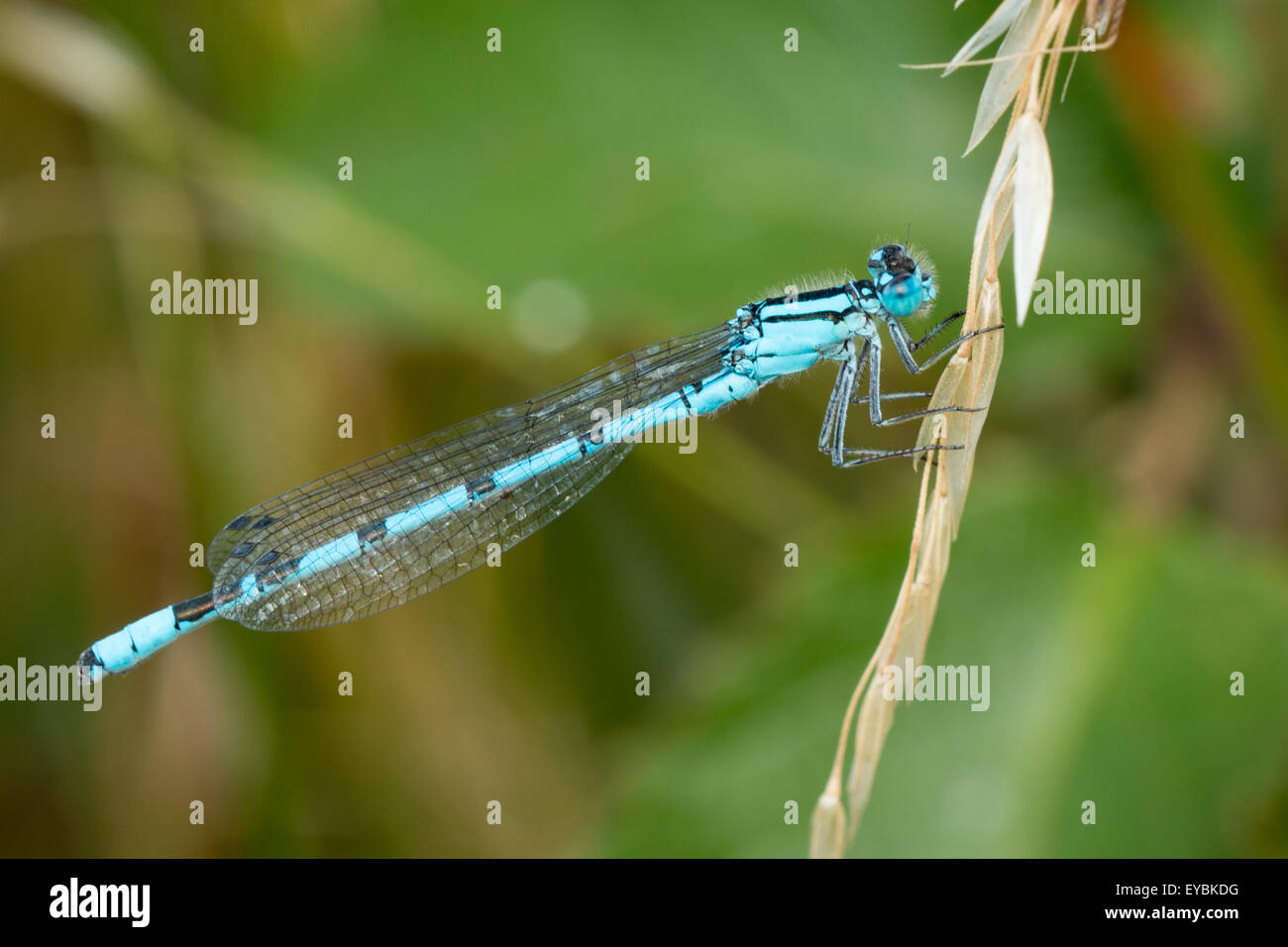 Mosca del Damsel Foto Stock