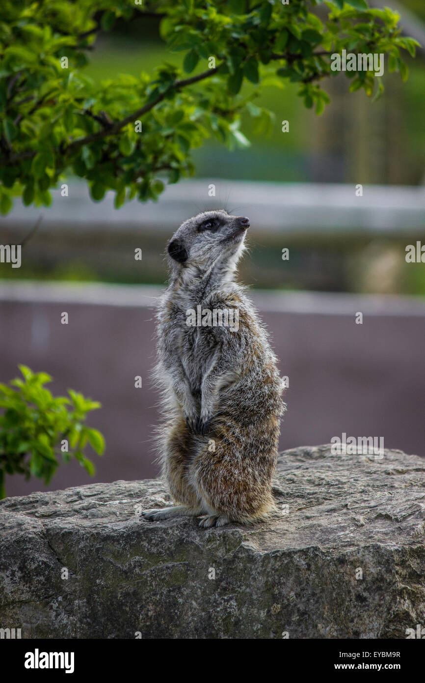 Un piccolo Meerkat in piedi. Foto Stock