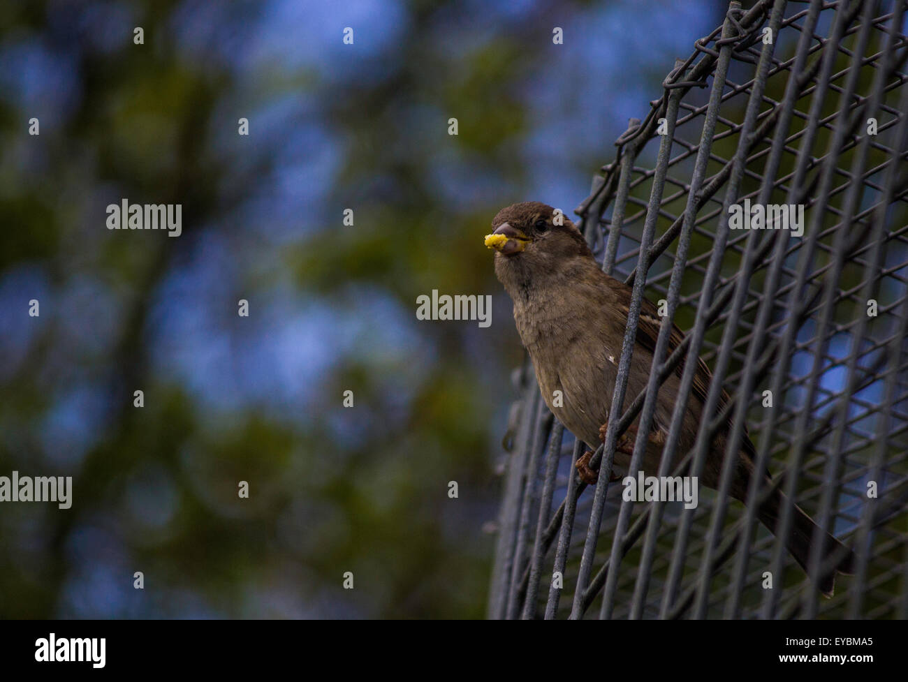 Un uccello spuntano fuori della sua gabbia Foto Stock