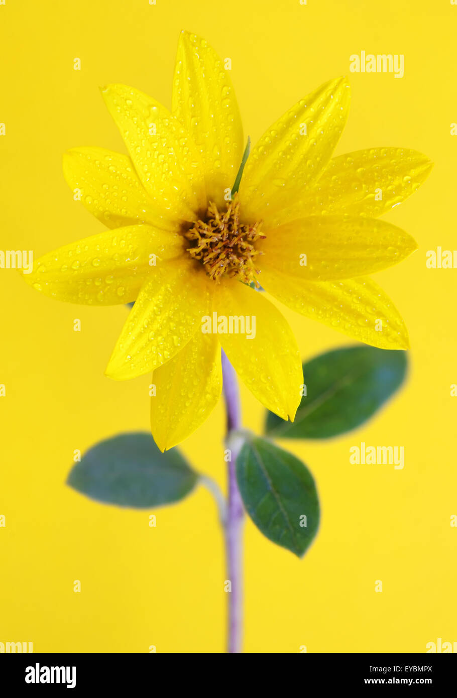 Girasole giallo su sfondo giallo Foto Stock