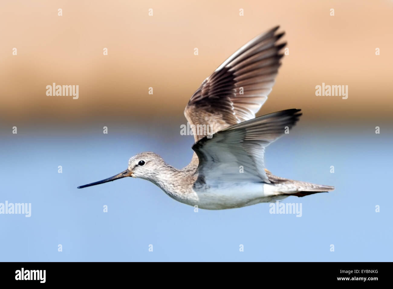 Flying Terek Sandpiper a corteggiamento rituali Foto Stock